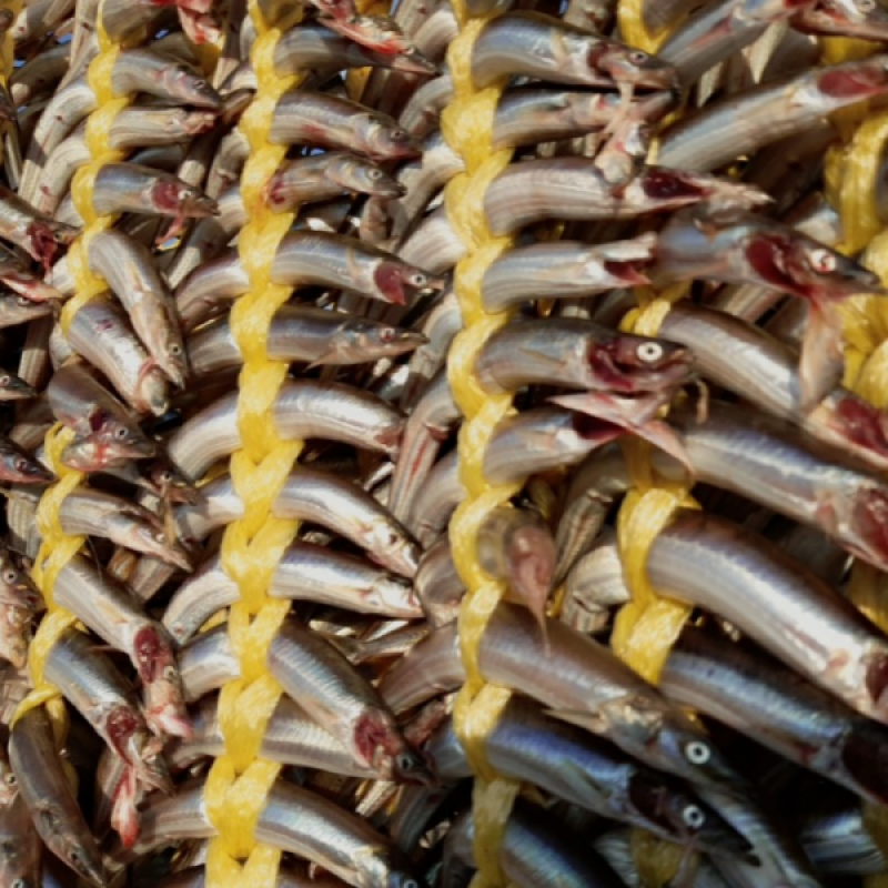 강원더몰,동해항씨푸드 강원도 동해안 햇 양미리 반건조양미리 생물양미리