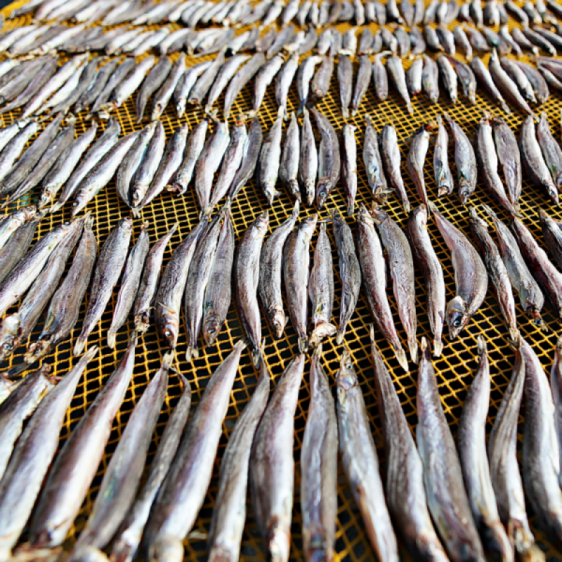 강원더몰,동해항씨푸드 강원도 동해안 햇 양미리 반건조양미리 생물양미리