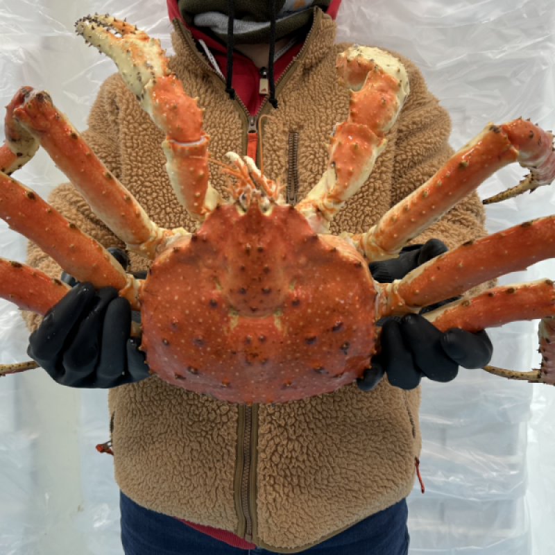 강원더몰,동해항씨푸드 쪄서가는 자숙 러시아킹크랩 레드 블루 브라운 킹크랩 찜